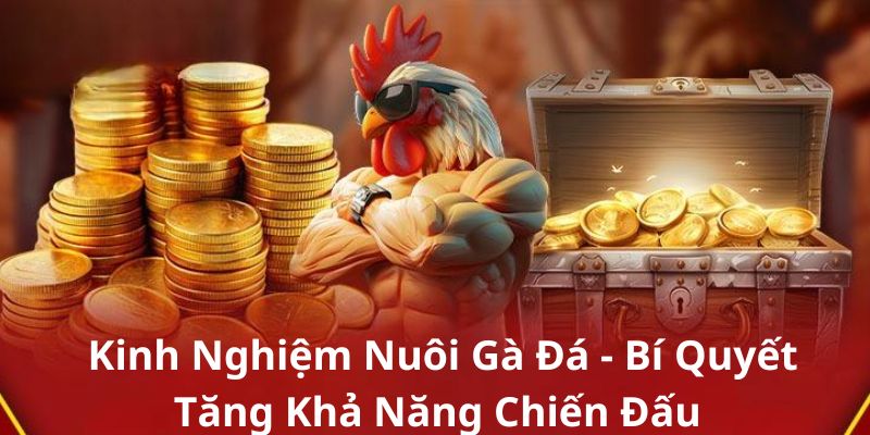 Kinh Nghiệm Nuôi Gà Đá - Bí Quyết Tăng Khả Năng Chiến Đấu 