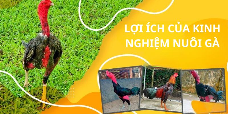 Lợi ích của những kinh nghiệm nuôi gà