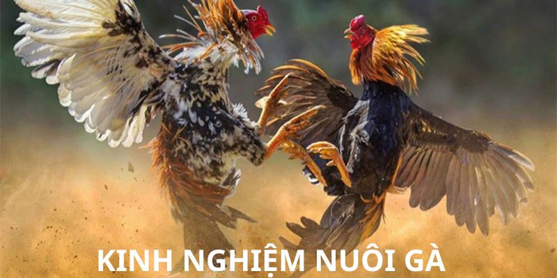 Tổng hợp các kinh nghiệm nuôi kê thành công