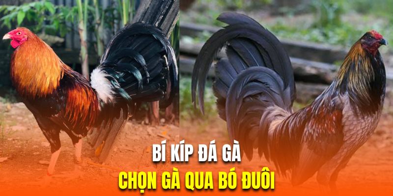 Bí kíp đá gà quan sát bó đuôi kê chọi