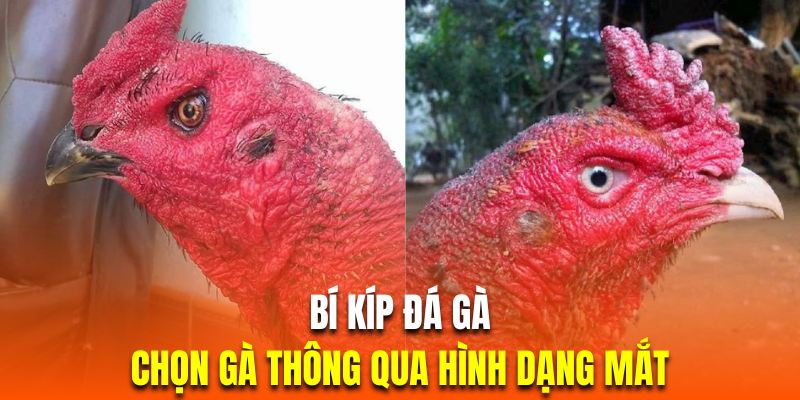 Hình dạng mắt của kê chọi cũng phản ánh khả năng thi đấu của chúng