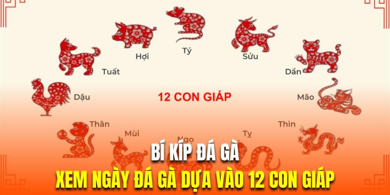 Xem gà đá theo 12 con giáp chi tiết