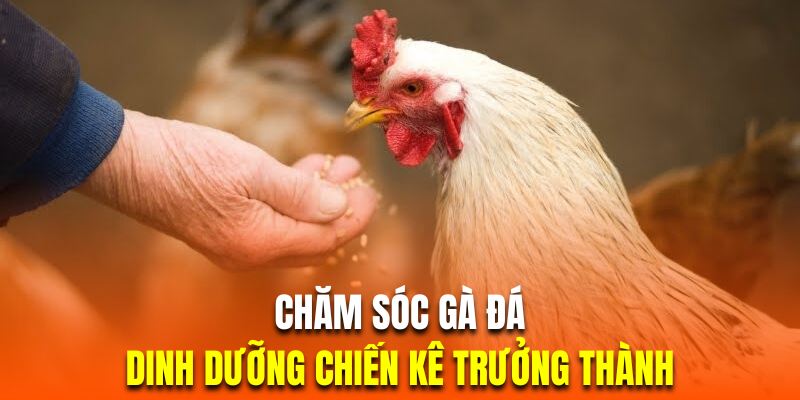 Áp dụng chăm sóc gà đá dinh dưỡng cho kê trưởng thành