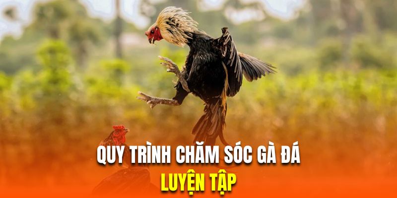 Quy trình luyện tập cho chiến kê thi đấu giải