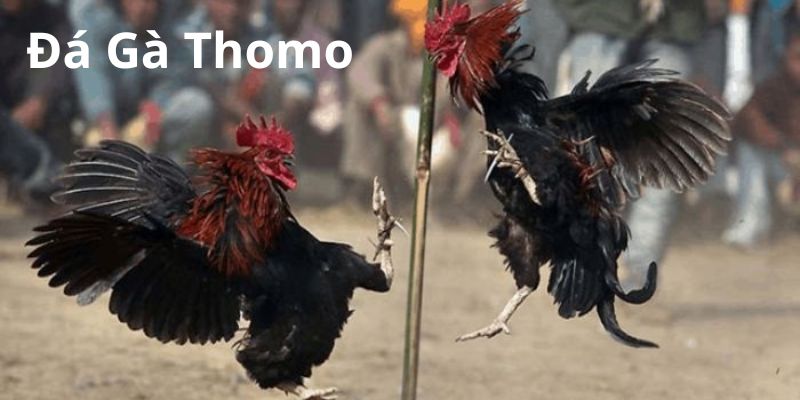 Thomo sở hữu nhiều trận chọi kê kịch tính