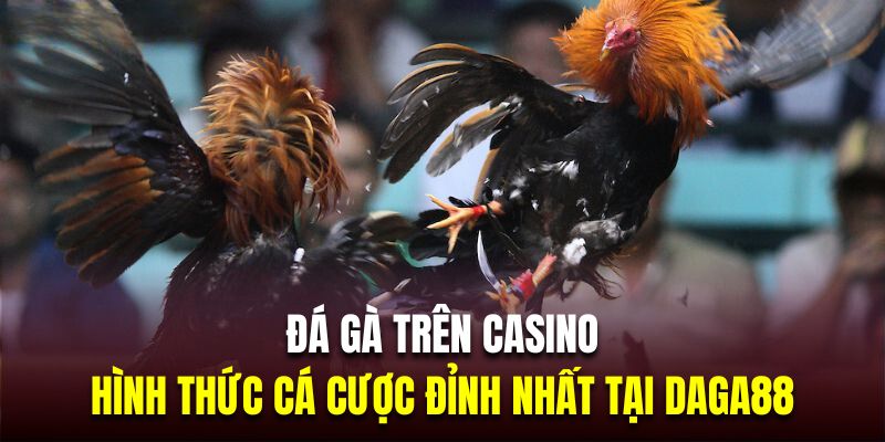 Đá Gà Trên Casino - Hình Thức Cá Cược Đỉnh Nhất Tại Daga88