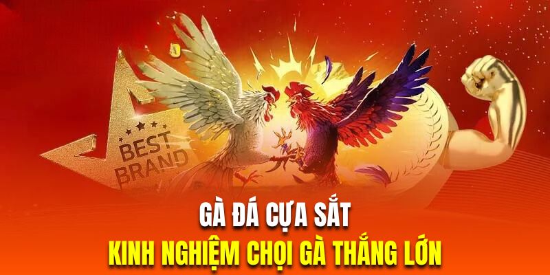 Gà Đá Cựa Sắt Là Gì - Kinh Nghiệm Chọi Gà Thắng Lớn 2024